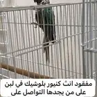 كنيور مفقود