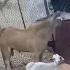 تيس بيشي صنف السن ثني