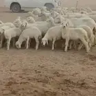 متابيع حرش حريات طيبه بناتها كلها رخال