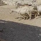 حريات مراح مواليد ووحصيب بفحلها