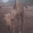 شهده