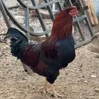 ديك مهجن بلدي وفرنسي