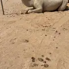 للبيع ثنيه لقحه الدوادمي