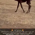 قعود مجهم فحل