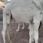 قعود قصب عمره 8 شهور علي الحليب