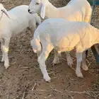 بهم حري