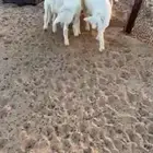 بهم حري