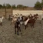 معزا وشح