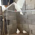 مطلوب حمام فرنسي سوبر جامبو