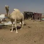 ناقتين المجهم حول الشهر وتلاقي والوضحي شهرين اوتزود وتلاقي