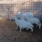 للبيع خروف ورخيلن ونعجه حايل تامه