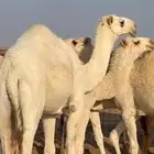 قعود عمره سنه ونص ويزود