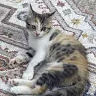 قطط تبني