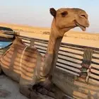 ناقه شعلا ضريبه سديس طيبه بالحيل
