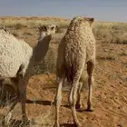 حشو للبيع