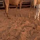 عشرا مبيوع ولدها