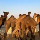 قعدان مجاهيم طايشه