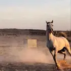 حصان شعبي شيخخ
