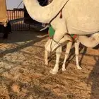 خلفه بكر للبيع