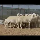 رخال حريات دفيع حرش صنف للبيع
