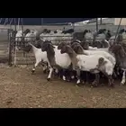 جذعات نعيم مقاني