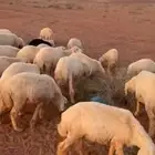 بهم حري مراح