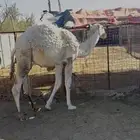 للبيع حاشي العمر