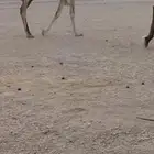 للبيع البكره الكفوو