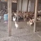 دجاج