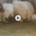 أربع خرفان للبيع