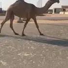 شعلا مصعد