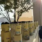 مق كيمس الجديد