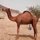 قعود مشروع فحل احمر