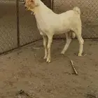 مشروع فحل ابرص فاخر