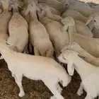 طليان