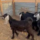 تيوس العدد 6 اعمارها 4شهور وفوق