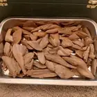 عود مروكي قديم اصقون مشروط