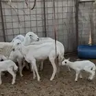 متابيع حريات