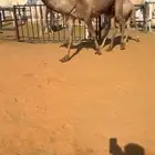 عشرا تحتها بكره