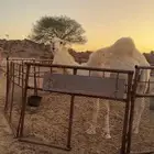 قعود الربيع ذاء جذع سلالته عقابي جده من ابوه عقاب الجليدي