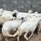 غنم مقاني صنف