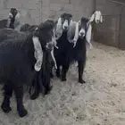 معزا عوارض دفيع