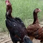 الدجاج و الديك هندي عمره 7شهور