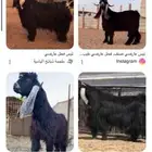 مطلوب فحل عارضي او مشروك صنف جرم راهي