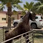 فحل قبرصي لون ملكي وخصم