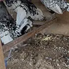 سبرايت شبابي