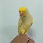 دره اليف ومتكلم
