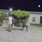 فرس واهو لقاح