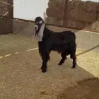 فحل عارضي صنف