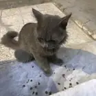 قطوه